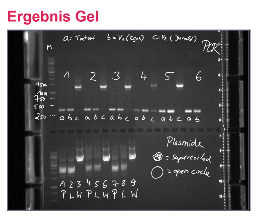 26 01 26 bio experimenta 1